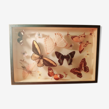 Set of butterflies framed under glass