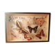 Set of butterflies framed under glass