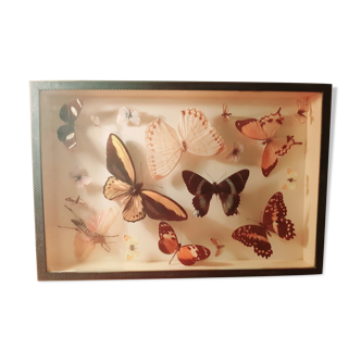 Ensemble de papillons encadrés sous verre