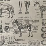 Lithograph on the horse - 1900