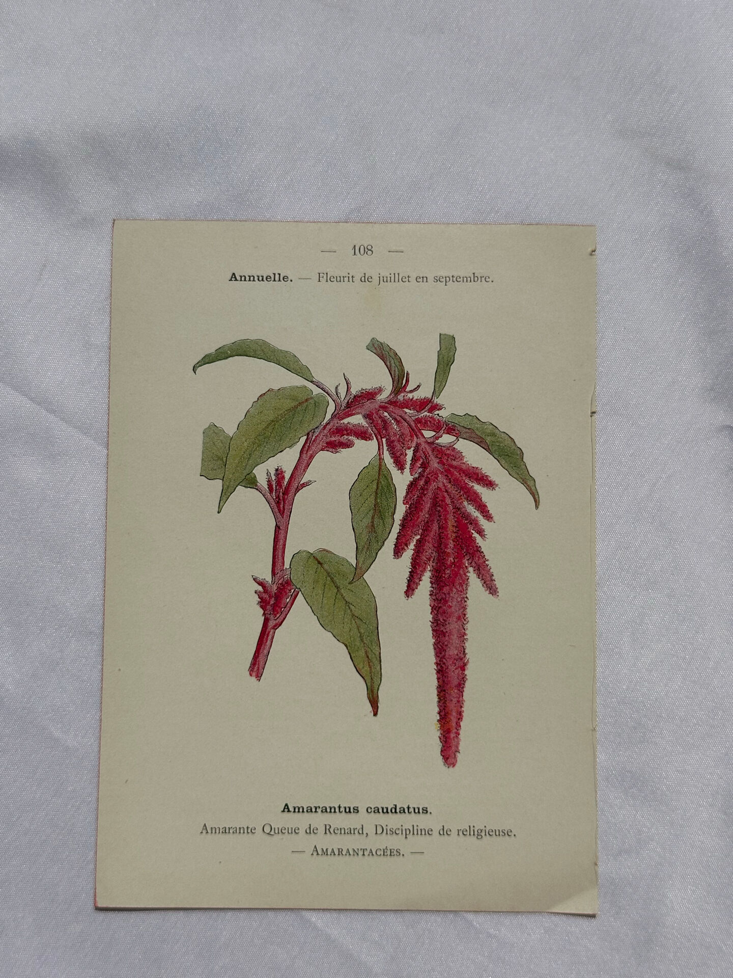 🌿 Botanical Plate Old Naturalist Engraving 19th Century Double-Sided A
