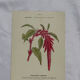🌿 Botanical Plate Old Naturalist Engraving 19th Century Double-Sided A