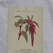 🌿 Botanical Plate Old Naturalist Engraving 19th Century Double-Sided A