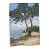 Huile sur toile pin parasol