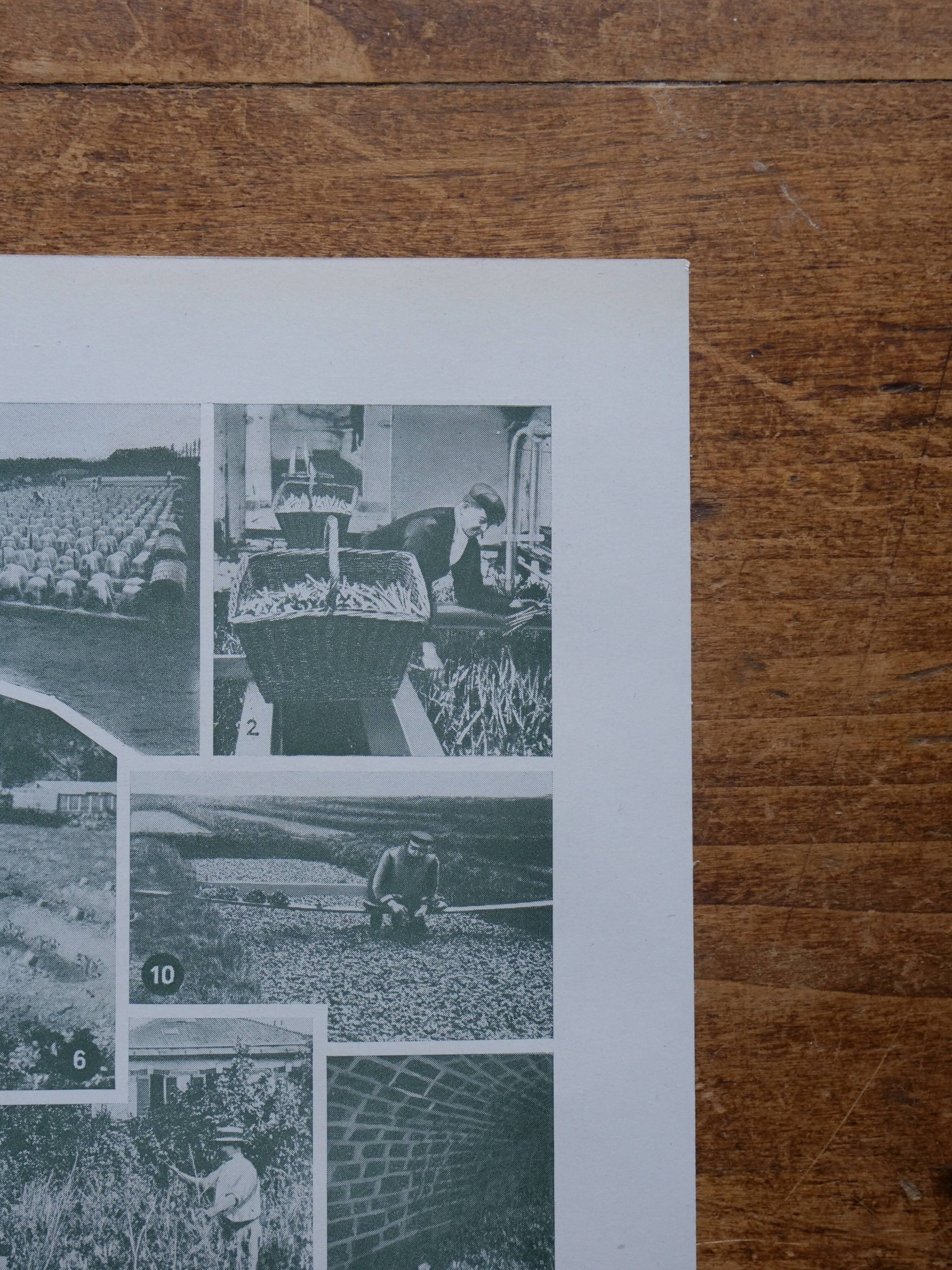 Lithographie originale sur les légumes et les plantes potagères