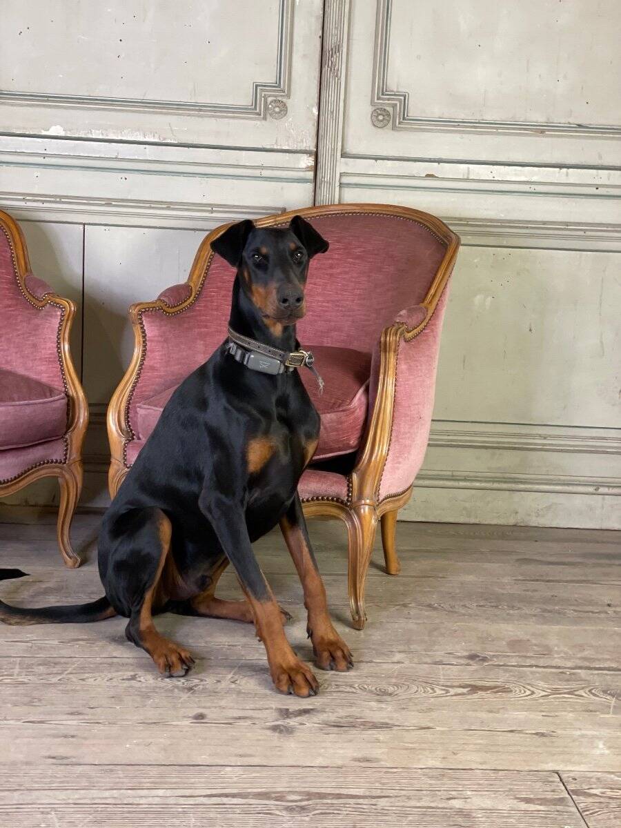 Pair of Louis XV style bergère armchairs in carved wood, pink velvet, circa 1900