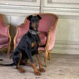 Pair of Louis XV style bergère armchairs in carved wood, pink velvet, circa 1900