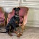 Pair of Louis XV style bergère armchairs in carved wood, pink velvet, circa 1900