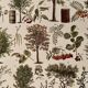 Lithographie sur les arbres de 1928 (peuplier)