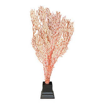 Gorgone Rouge/Orange Socle en bois noir. H : 36 cm