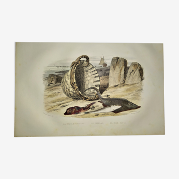 Original zoological plate of 1839 " le trigle grondin