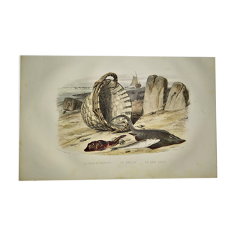 Planche zoologique originale de 1839 " le trigle grondin
