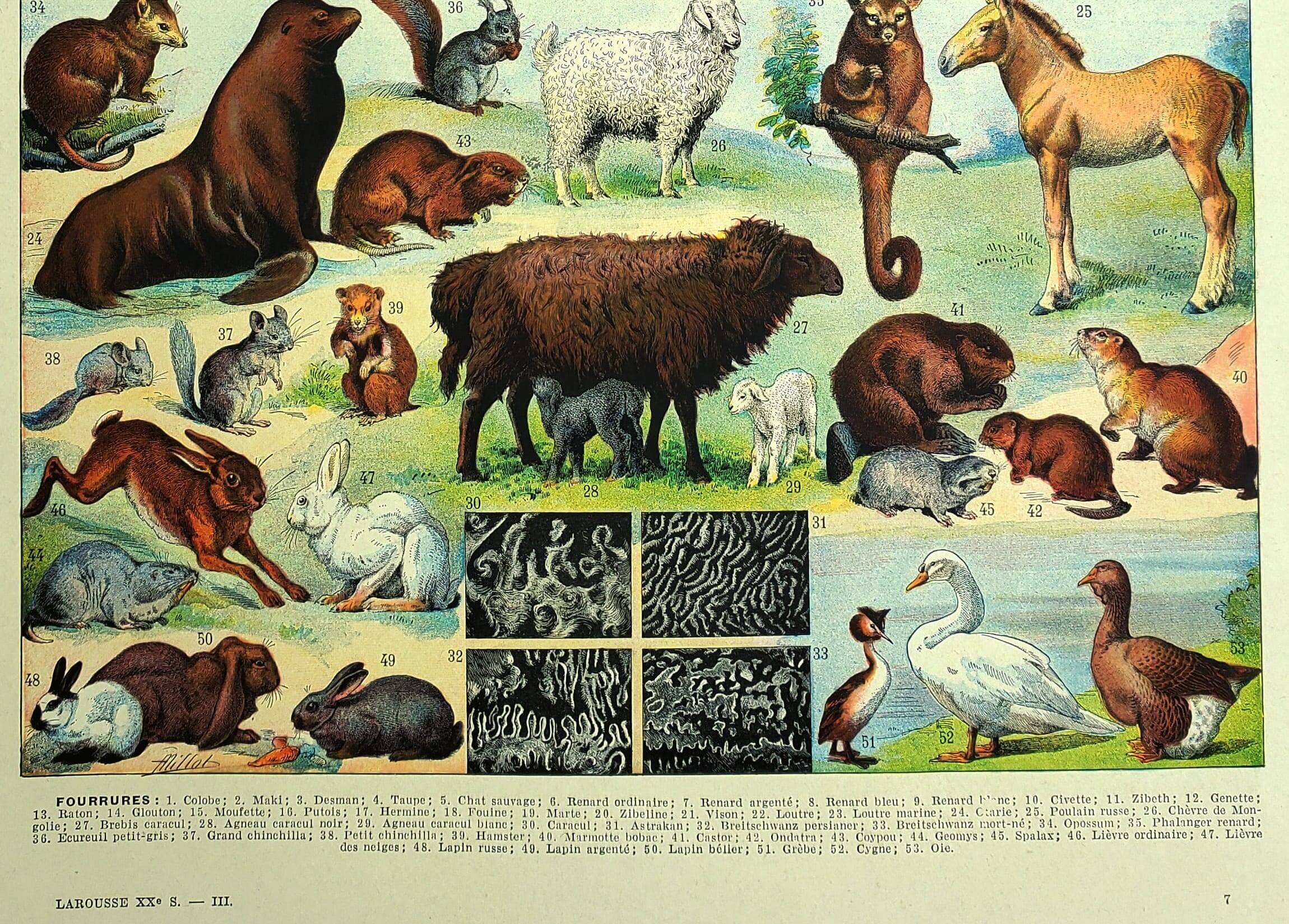 Antique lithograph 1928 A. Millot - Fur-bearing animals