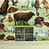 Lithgraphie ancienne 1928 A. Millot - Animaux a fourrures