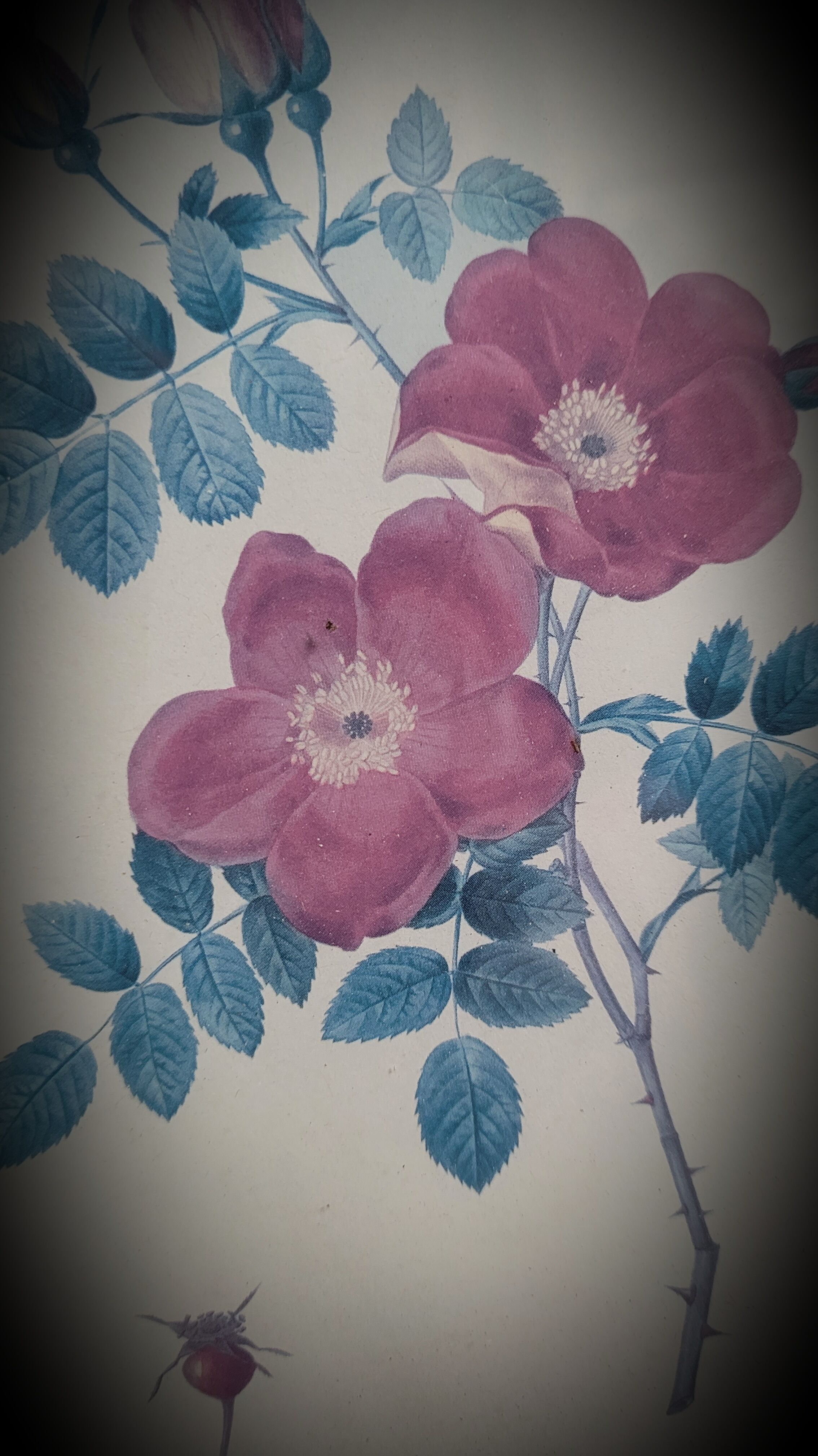 Litho Rose Eglantier