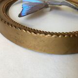 Naturalized butterfly oval bulging frame
