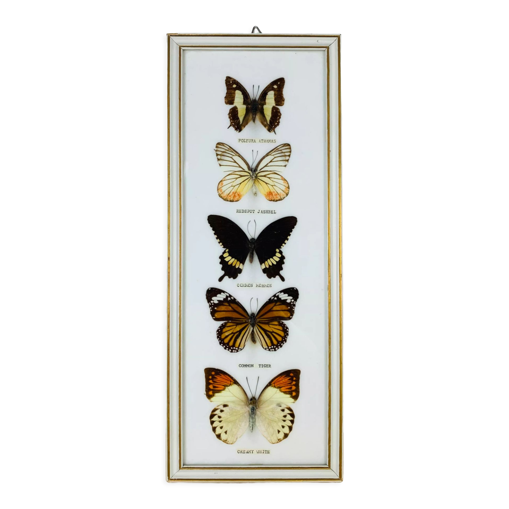 Vintage naturalized butterfly frame 38 x 15 cm