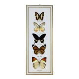 Vintage naturalized butterfly frame 38 x 15 cm