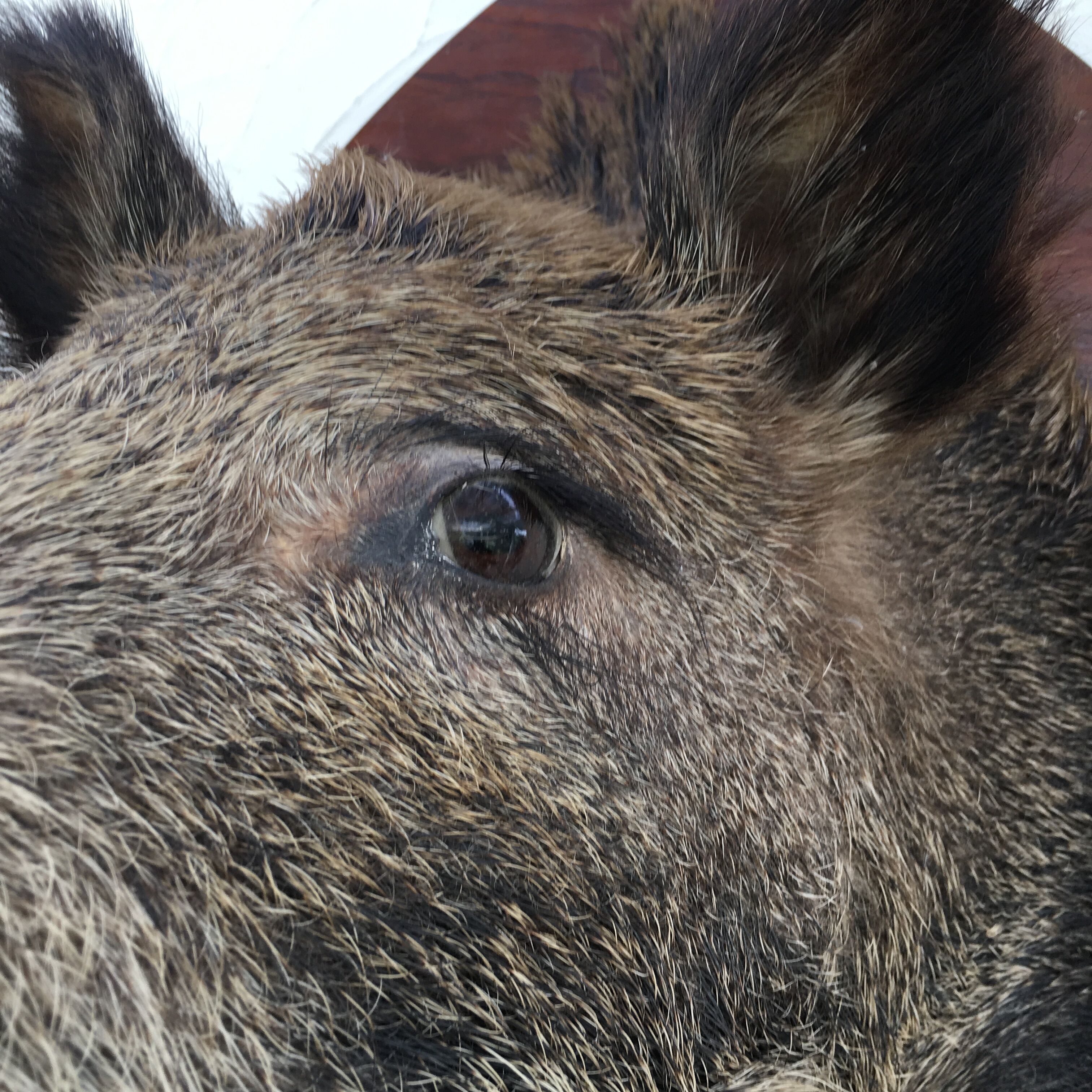 Wild boar trophy