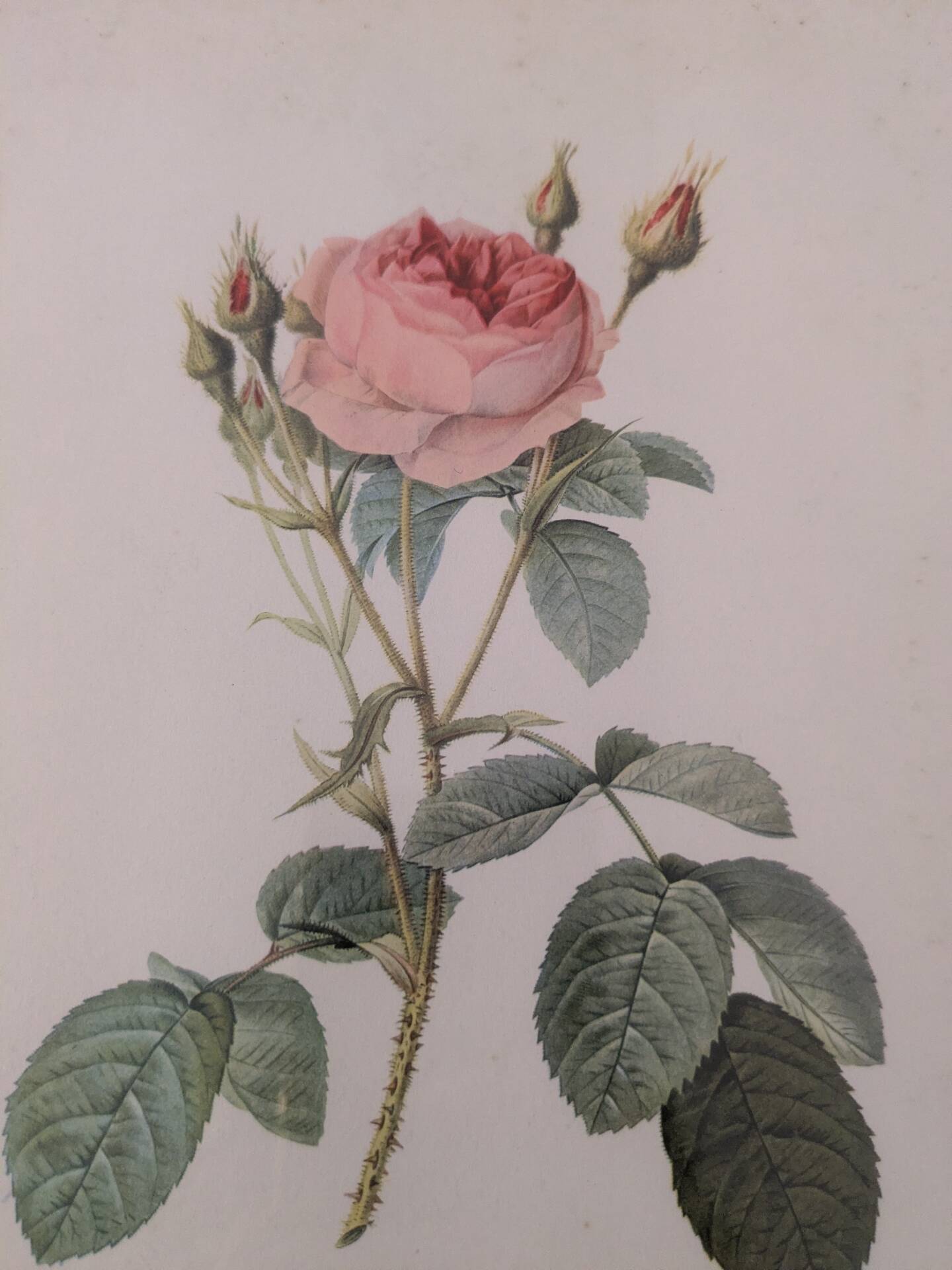 Framed lithograph of roses by P.J. Redouté