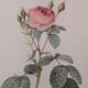 Framed lithograph of roses by P.J. Redouté