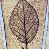 Table basse ronde  herbier - Roger Capron