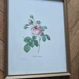 Lithograph of botanical plate by PJ Redouté rose Centfeuille Cristata gilded frame