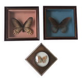 Lot of stuffed butterflies