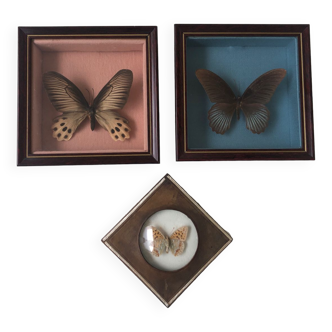 Lot de papillons naturalisés