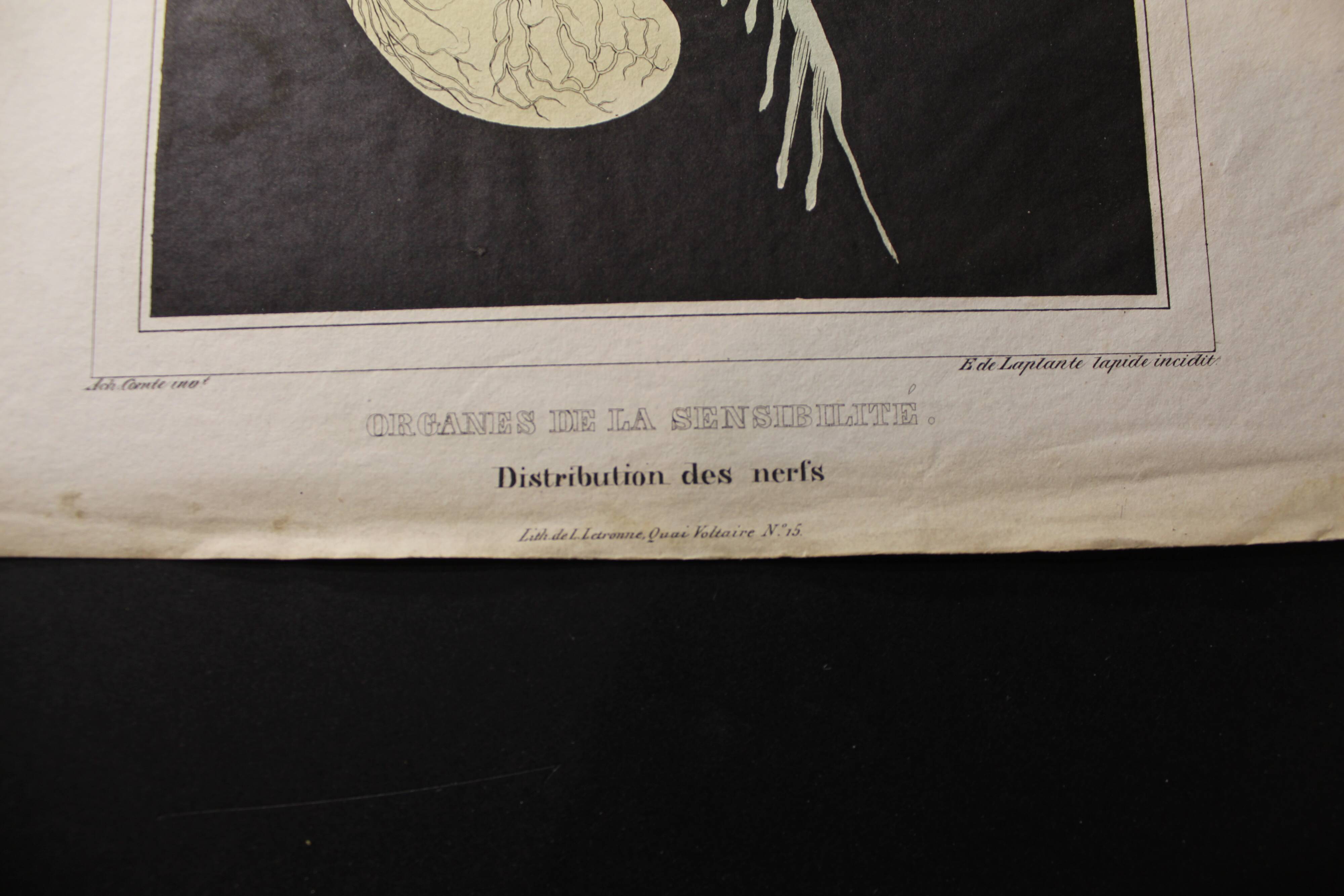 Medical anatomy board "Distribution of nerves"
