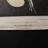Planche médicale anatomie "Distribution des nerfs"