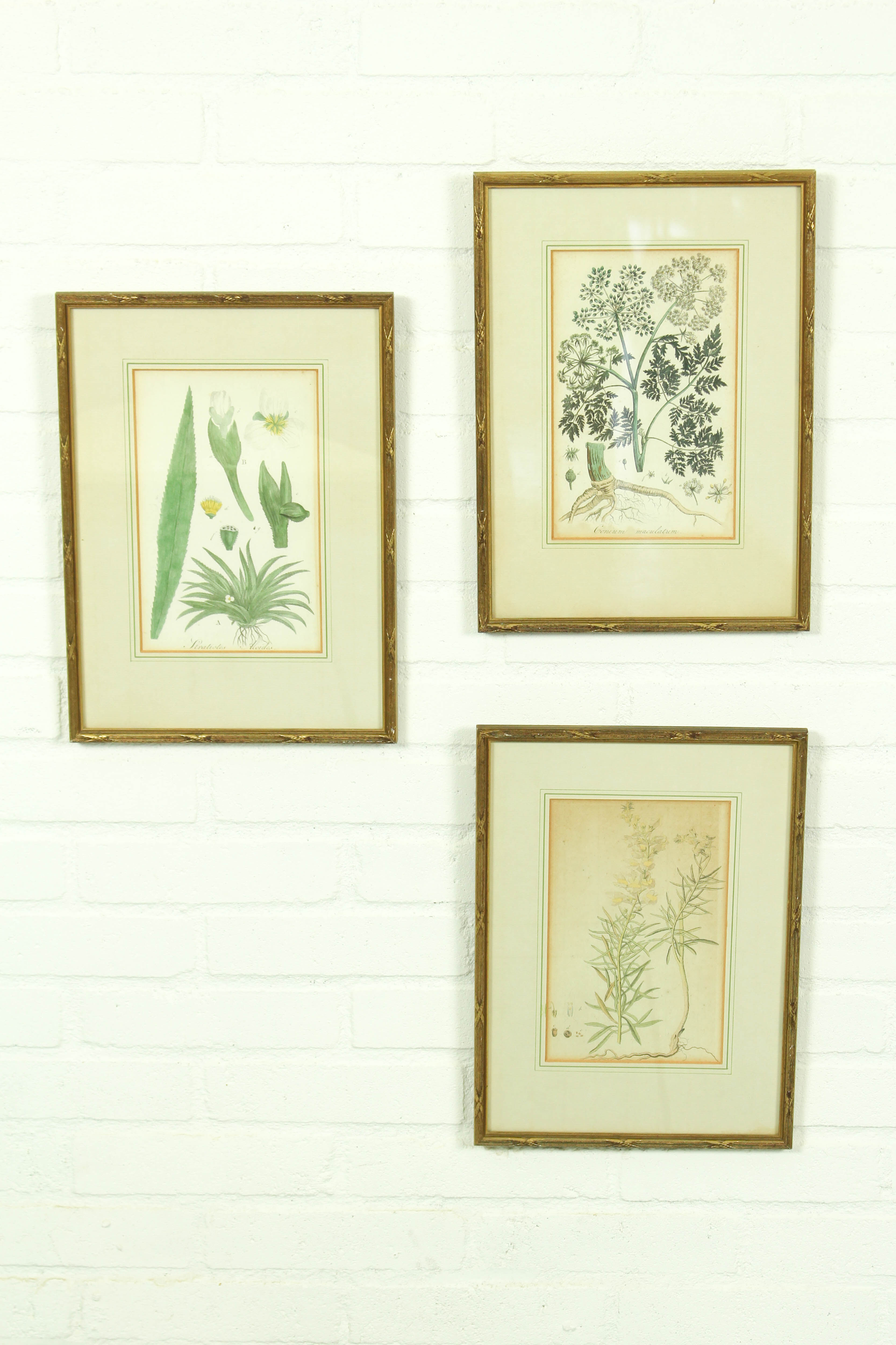 Set of 3 copperplate engravings from the famous book "Flora Batava, 1807"-1814