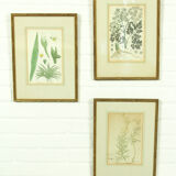 Ensemble de 3 gravures sur cuivre du célèbre livre « Flora Batava, 1807 »-1814