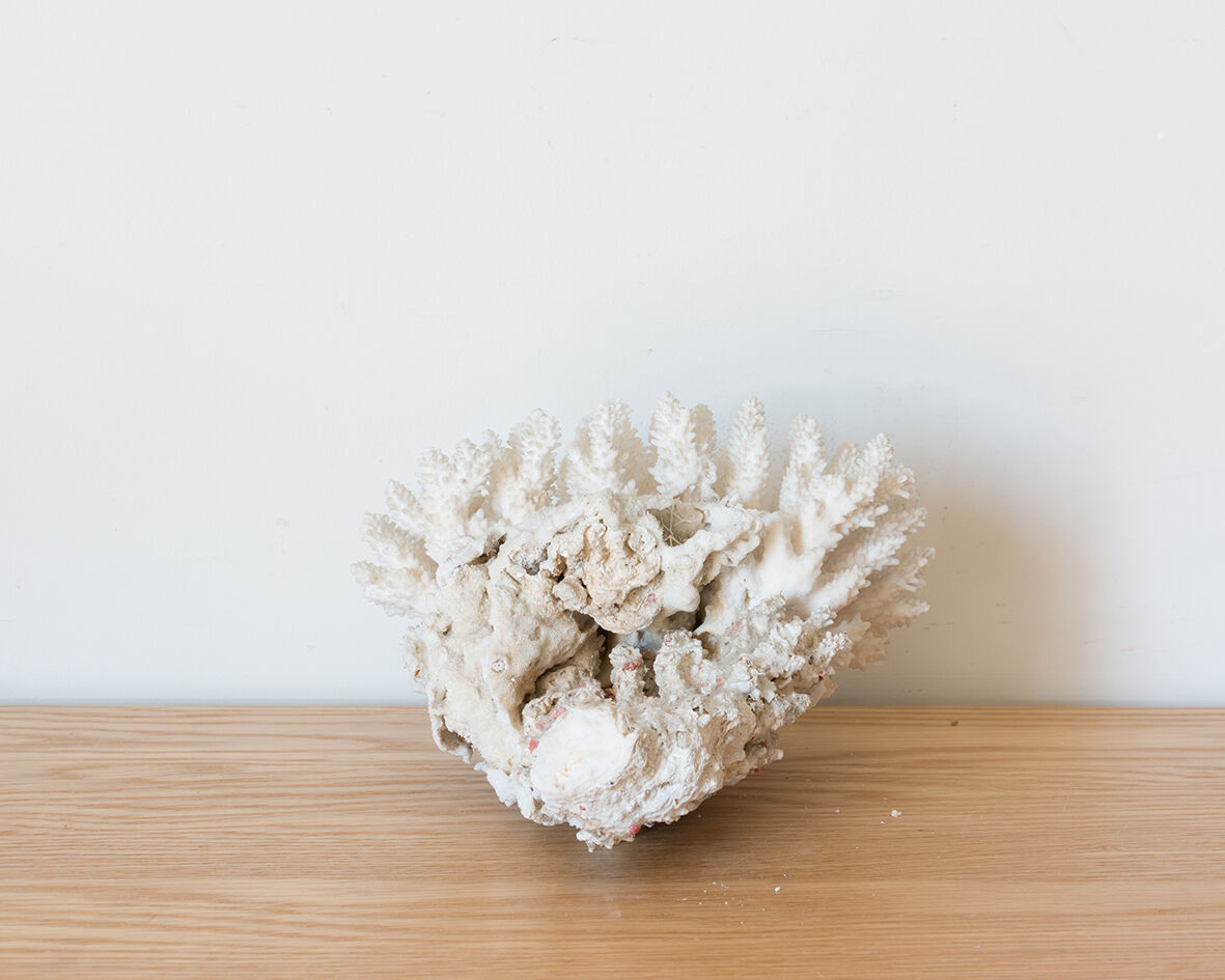 Ancient white coral