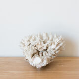 Ancient white coral