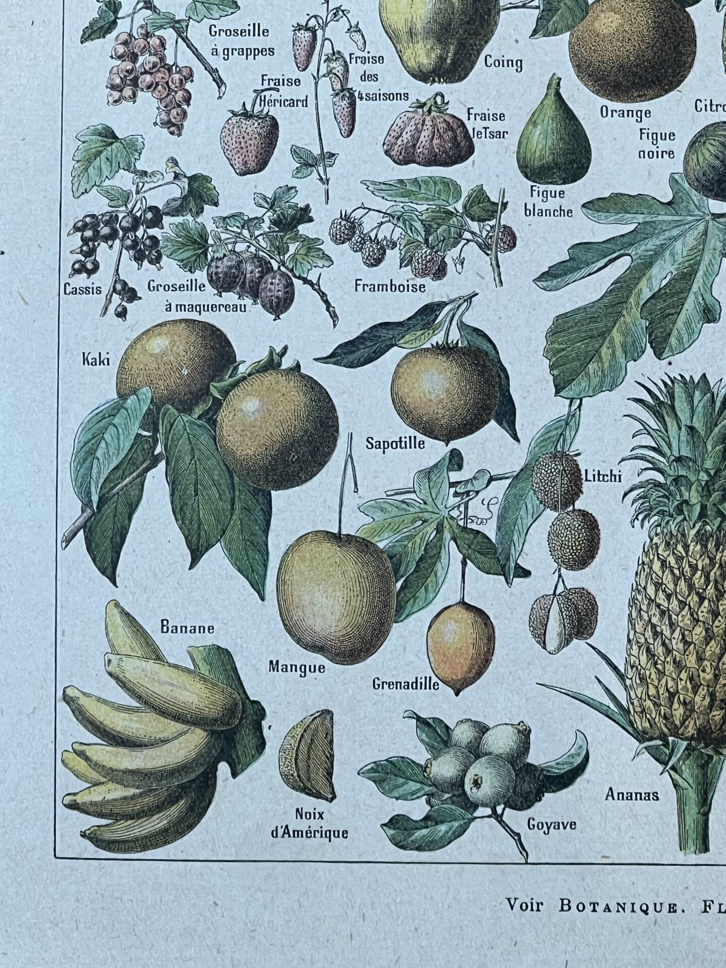 Botanical plate "Fruits" - 18.8x27.8cm
