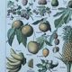 Botanical plate "Fruits" - 18.8x27.8cm
