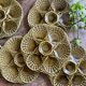 Set of 6 vintage ceramic oyster plates - Sarreguemines -