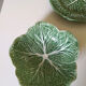 Barbotine feuille de chou