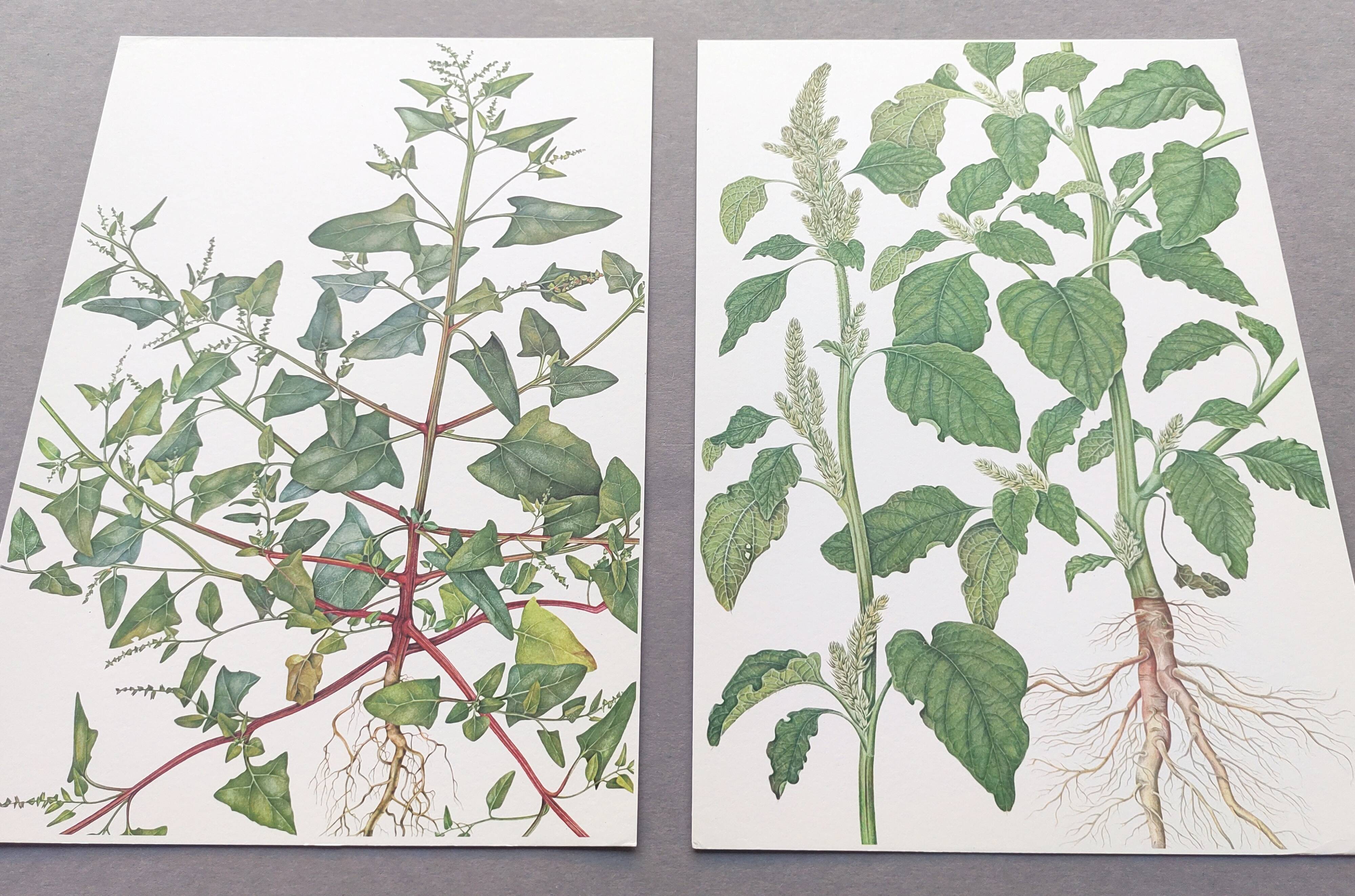 2 vintage botanical plates from 1978 - Orach hastée. Wild plant lot