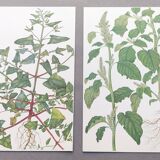 2 vintage botanical plates from 1978 - Orach hastée. Wild plant lot