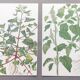 2 vintage botanical plates from 1978 - Orach hastée. Wild plant lot