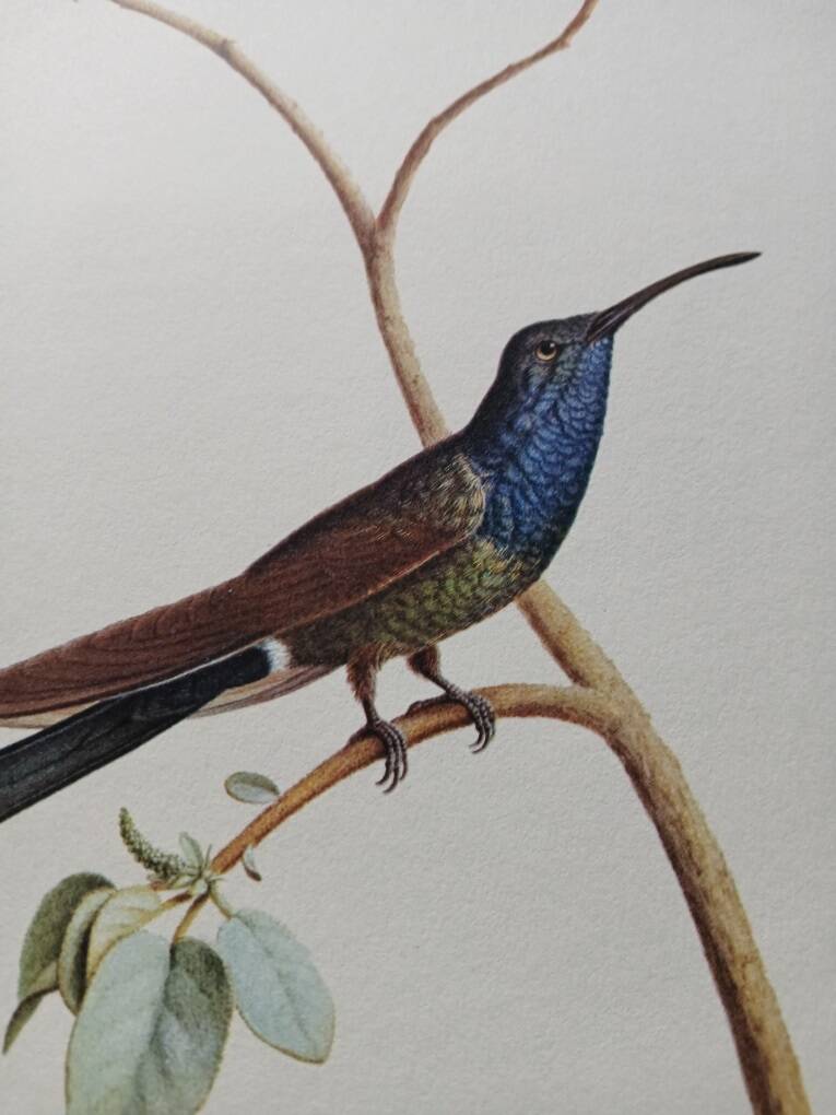 Affiche zoologique représentant deux colibris