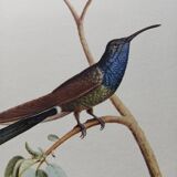 Zoological poster depicting two hummingbirds