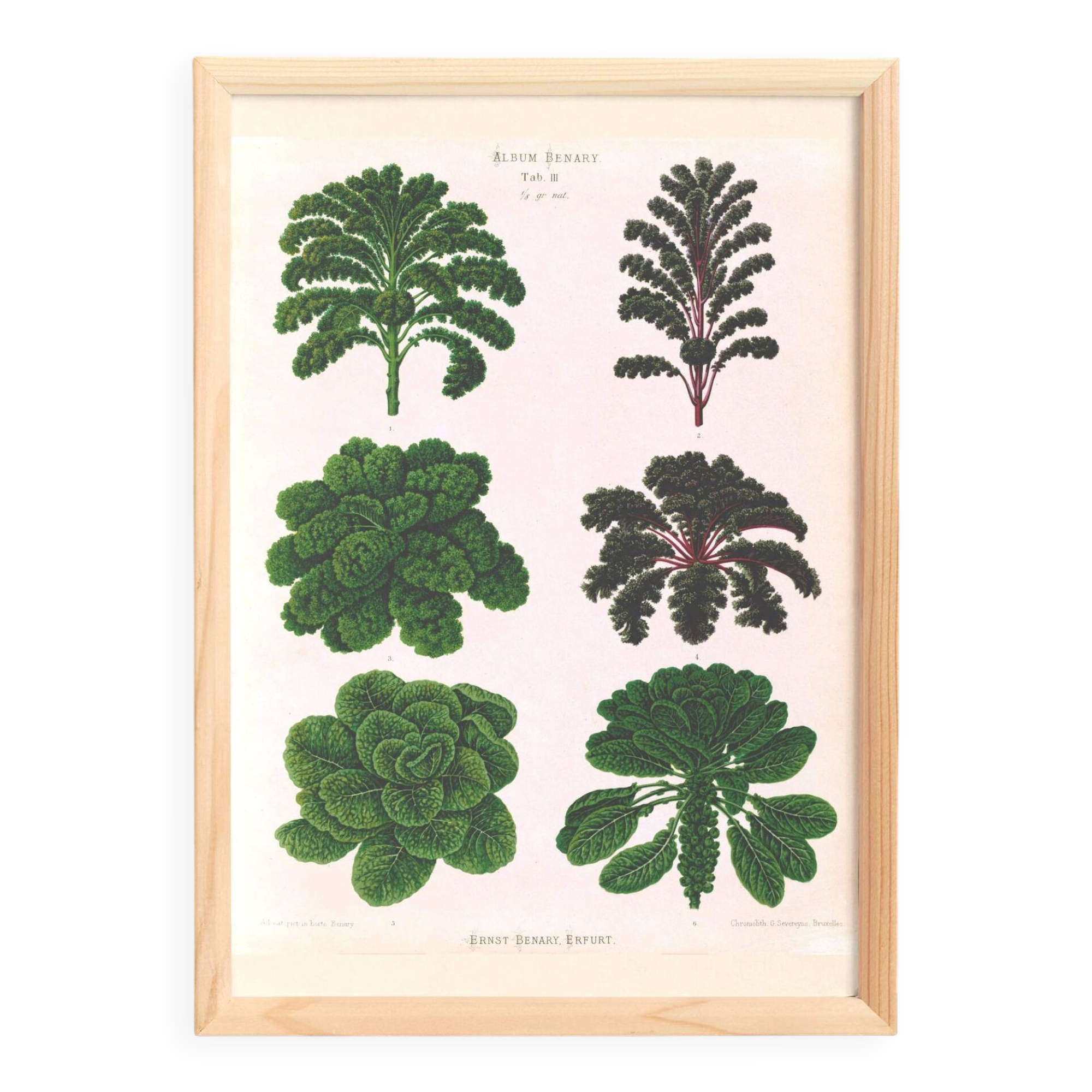 Poster about Brussels sprouts and curly endive, based on an 1886 engraving