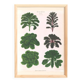 Poster about Brussels sprouts and curly endive, based on an 1886 engraving