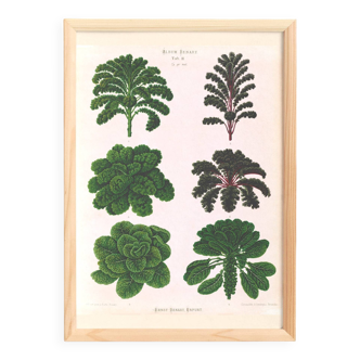 Poster about Brussels sprouts and curly endive, based on an 1886 engraving