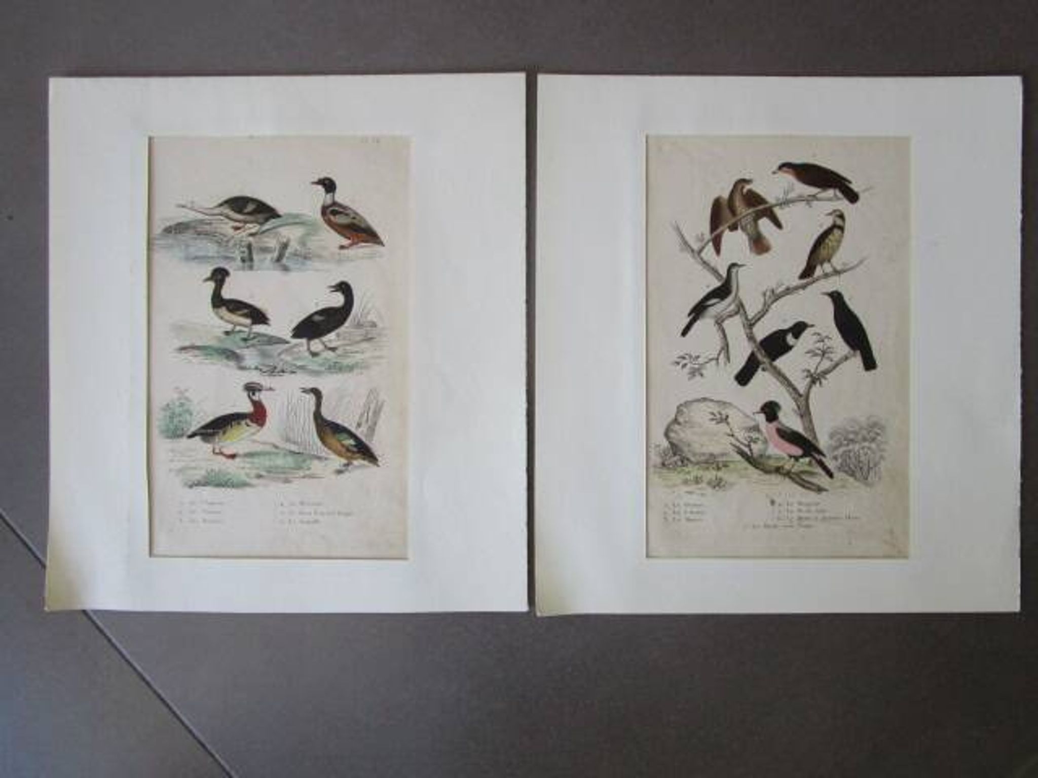 Lot de 2 gravures d'oiseaux anciennes a encadrer