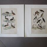 Set of 2 old bird engravings to frame