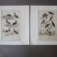 Lot de 2 gravures d'oiseaux anciennes a encadrer